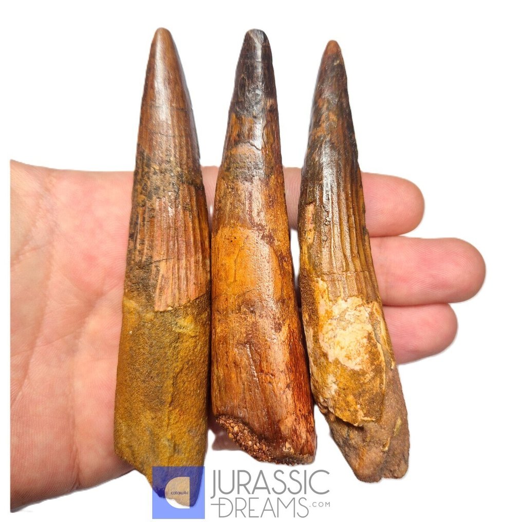 Σετ 3 μεγάλων αποκατεστημένων δοντιών Spinosaurus aegyptiacus - Κρητιδική Πεδιάδα KemKem - Απολιθωμένο δόντι (χωρίς τιμή ασφαλείας) #1.0