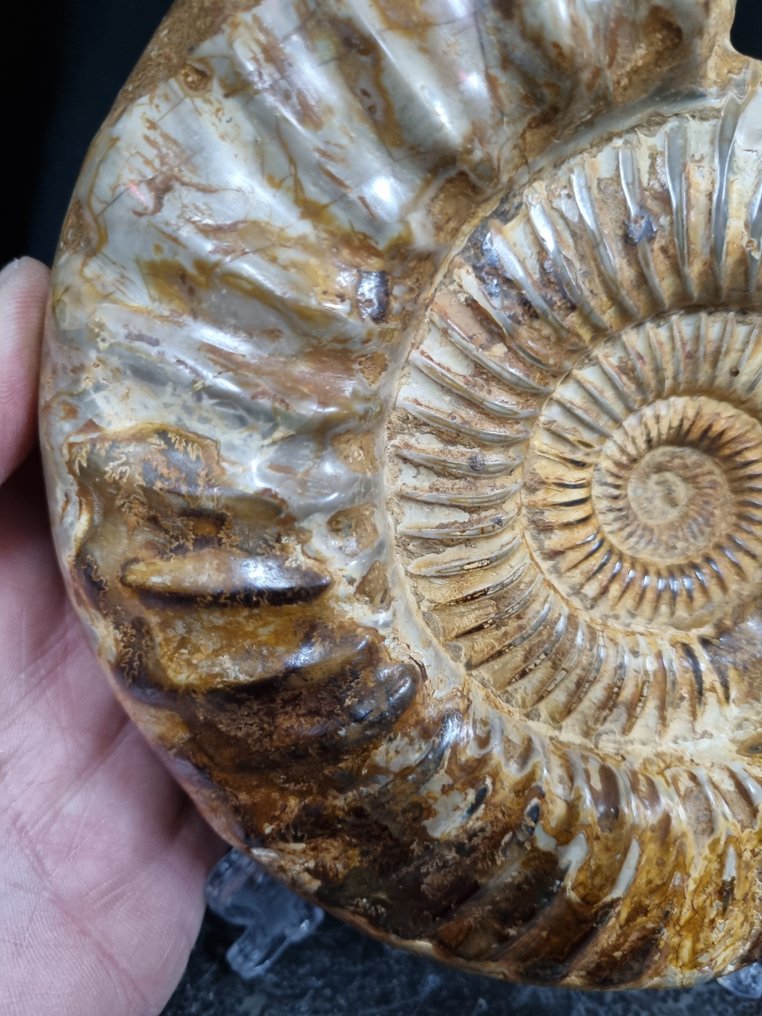 Nagyon nagy ammonit Perisphinctes - Magasság: 180 mm - Szélesség: 155 mm- 1814 g #2.1