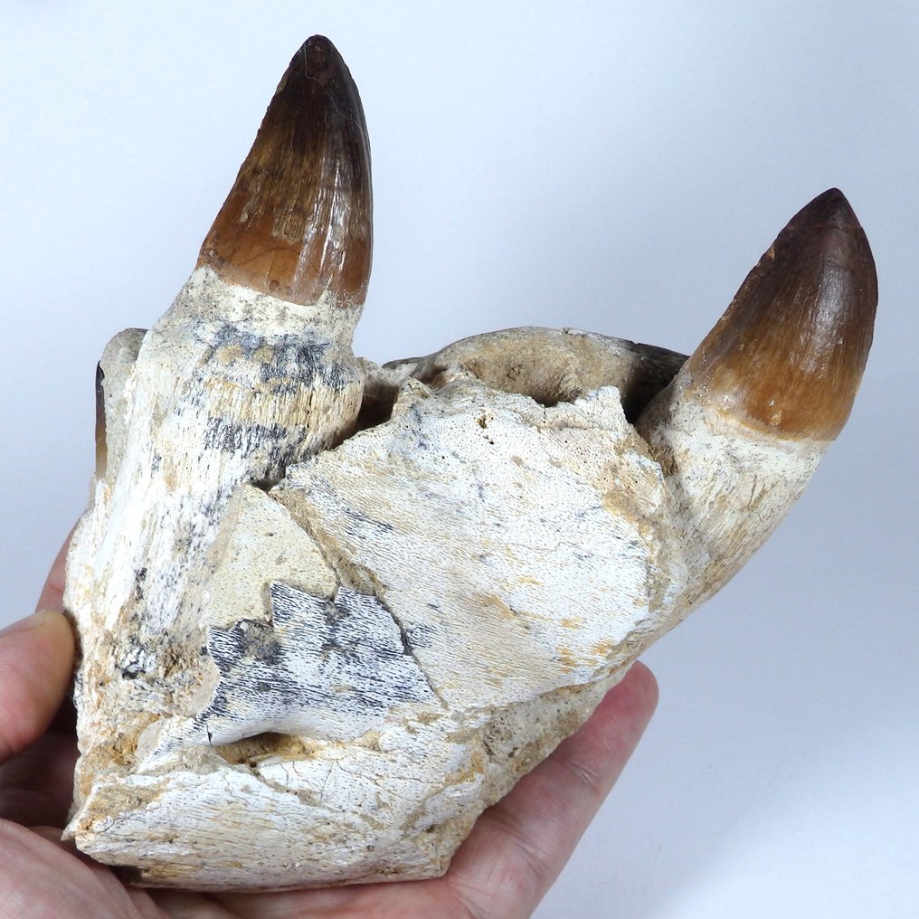 Mosasauro - Mascella fossilizzata - Leiodon bauguei mandible fragment - 160 cm - 55 cm (Senza prezzo di riserva) #1.0