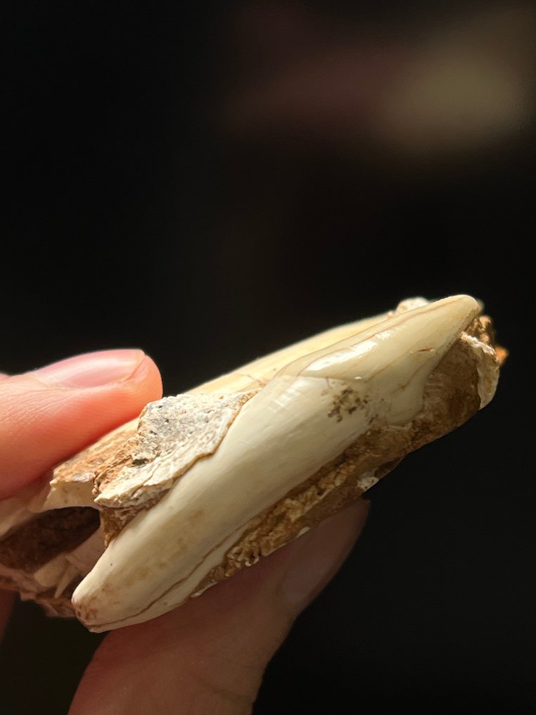 Säbelzahn-Katze - Fossiler Zahn - Homotherium - 9.6 cm - 7.7 cm #4.3