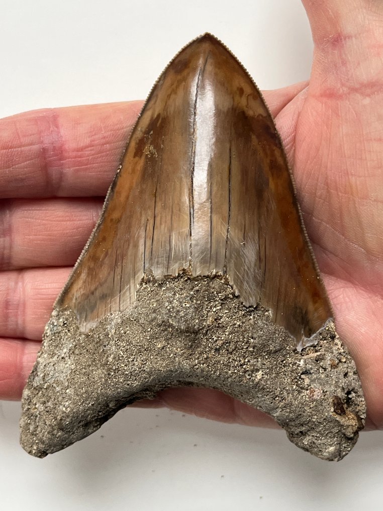 Megalodon tooth 10,9 cm - Fossil tooth - Carcharocles megalodon #1.0
