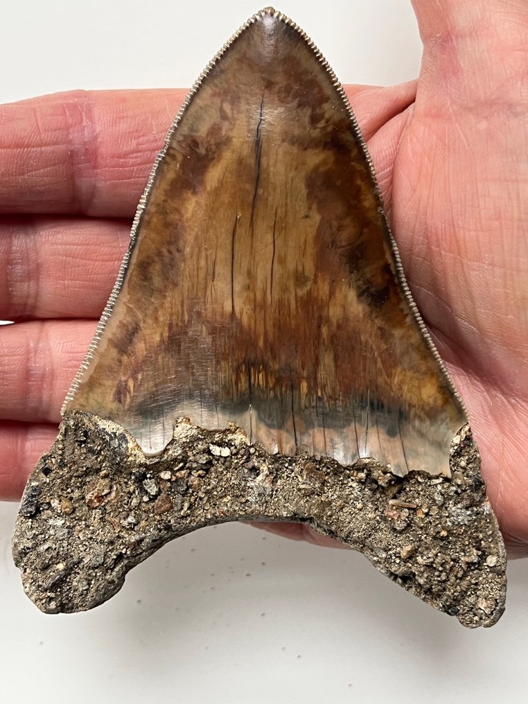 Megalodon tooth 10,9 cm - Fossil tooth - Carcharocles megalodon #1.0