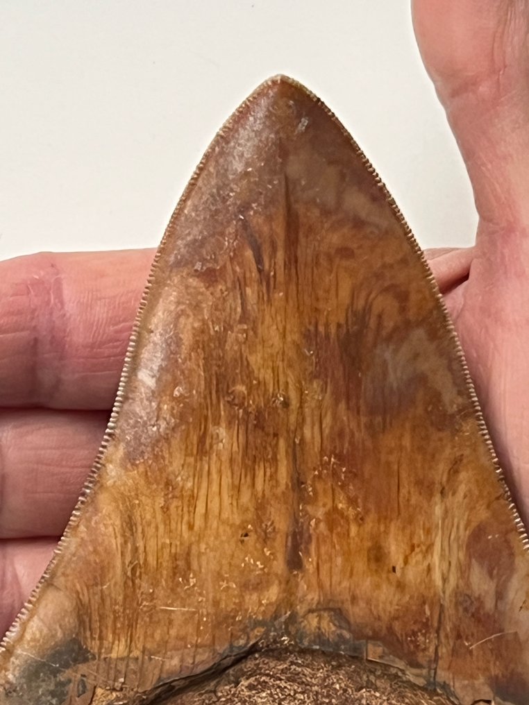 Dente di Megalodon enorme, 13,5 cm - Dente fossile - Carcharocles megalodon #2.1