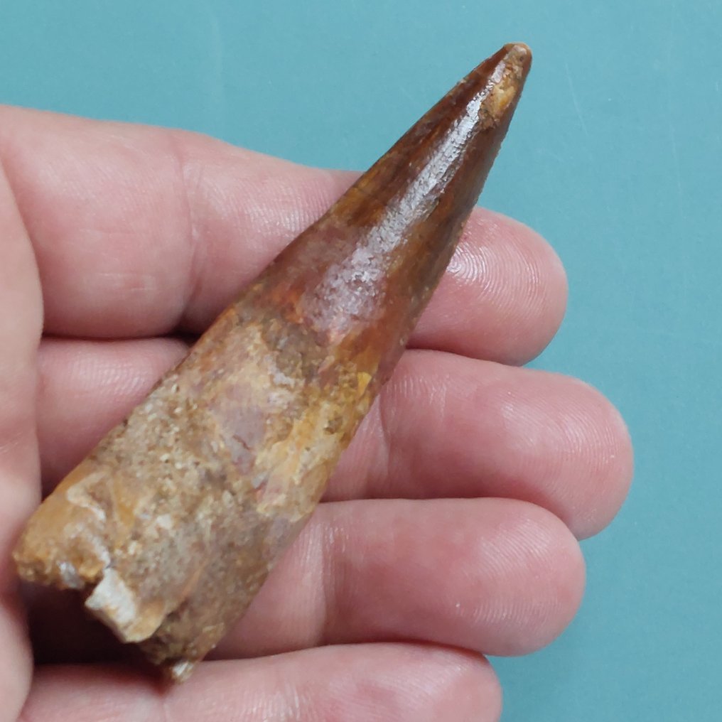 Dinoszaurusz - Fosszilis fog - Spinosaurus aegyptiacus - 85 mm - 25 mm #1.0