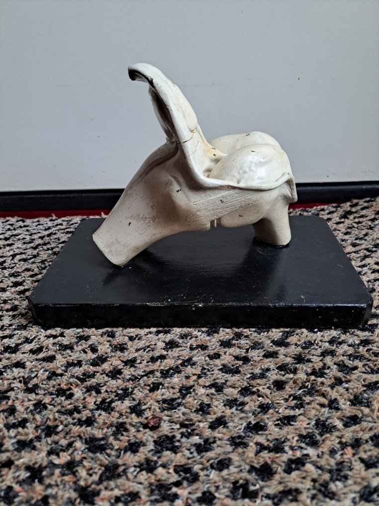 Model anatomic - Ghips - 1850-1900 - Model anatomic al genunchiului #1.0