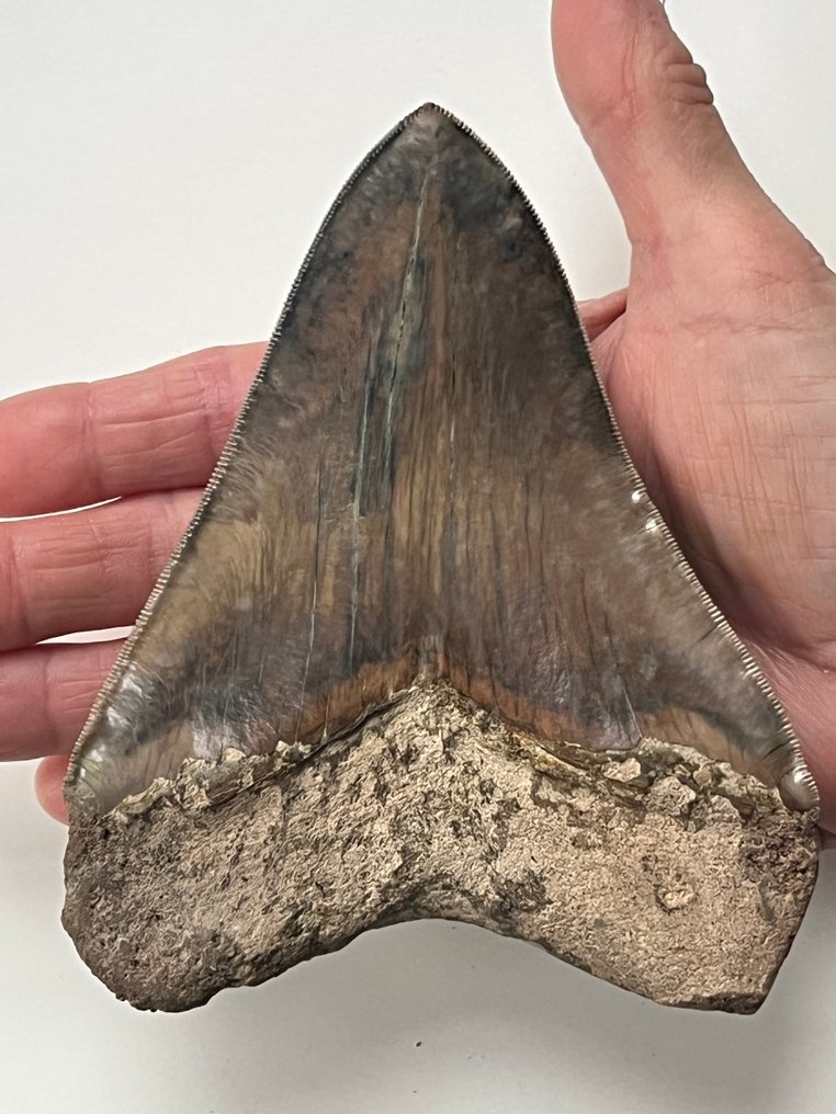 Huge Megalodon tooth 13,7 cm - Fossil tooth - Carcharocles megalodon #1.0