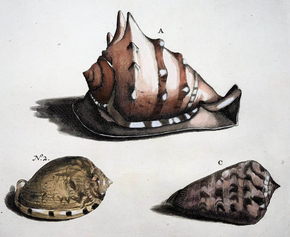 Maria Sibylla Merian; Georg Eberhard Rumphius - Cochlear Sea Shells - 1711 #3.2
