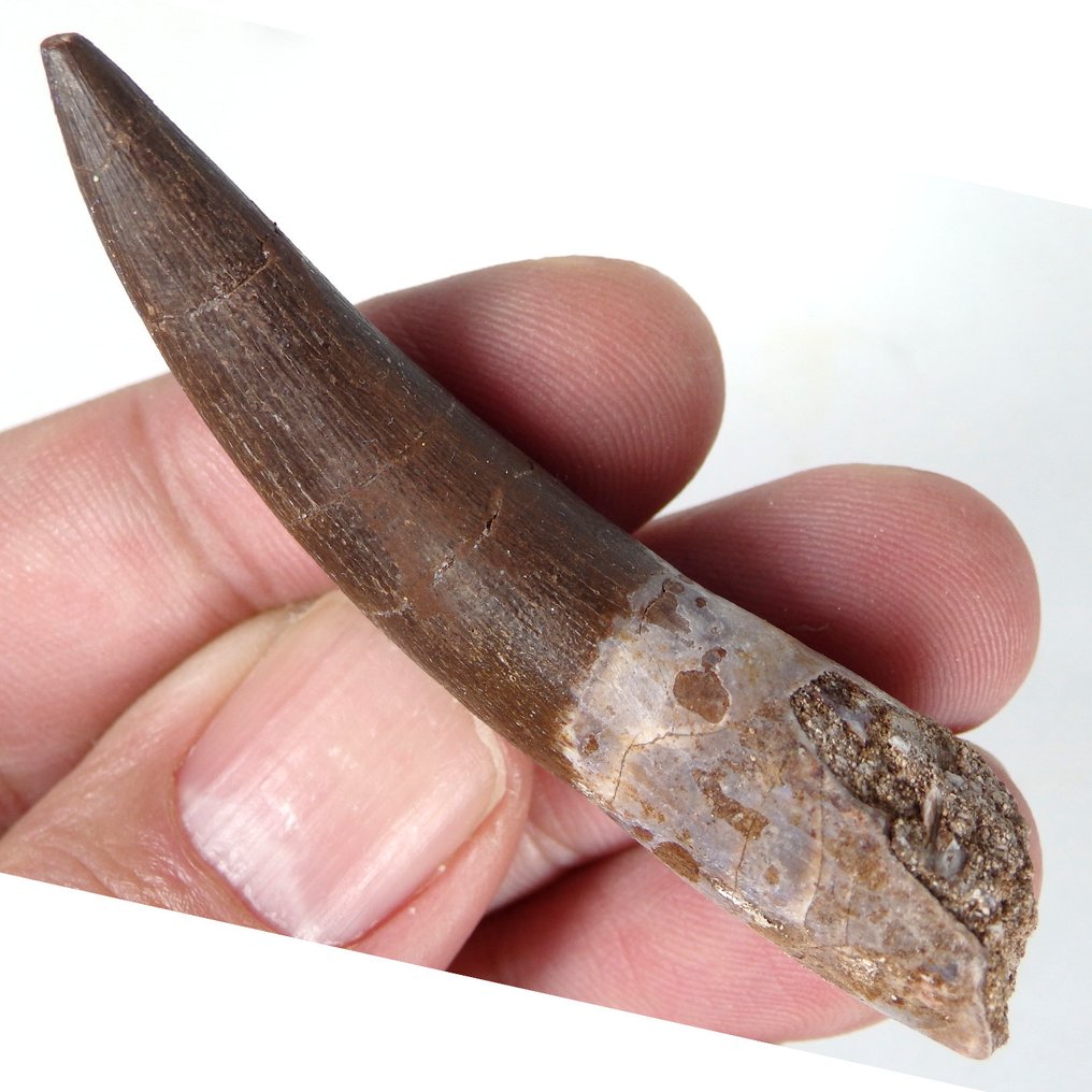 Dent - Dent fossile - Zafarasaura oceanis - 68 mm - 13 mm  (Sans prix de réserve) #1.0