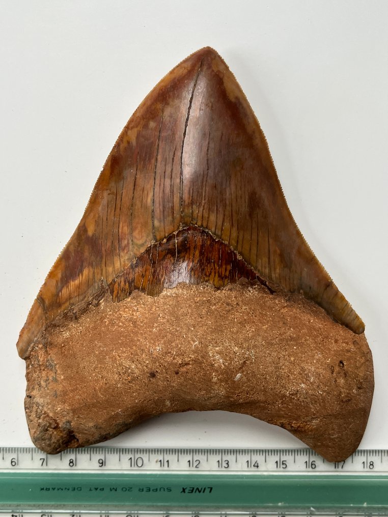 Kæmpe Megalodon-tand 14,5 cm - Fossil tand - Carcharocles megalodon #4.3