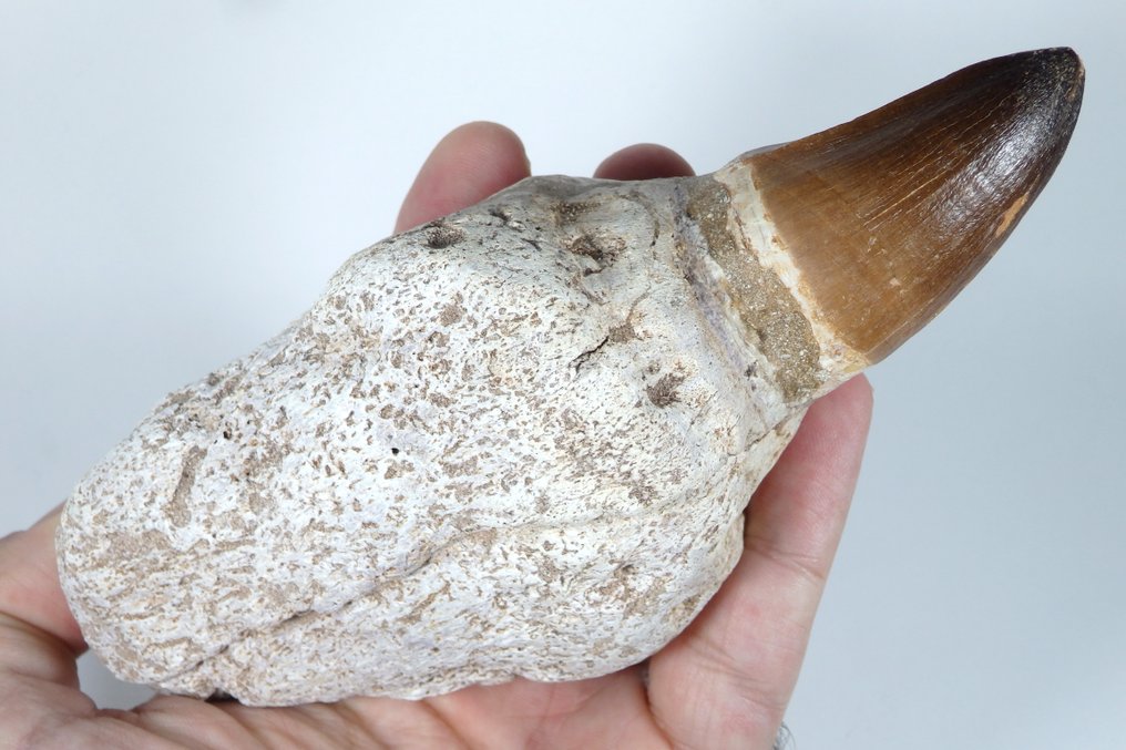 Mosasaur-tand på matrix - Fossil tand - Prognatodon Curii pterygoid tooth - Rare specimen - 160 mm - 65 mm  (Ingen mindstepris) #1.0