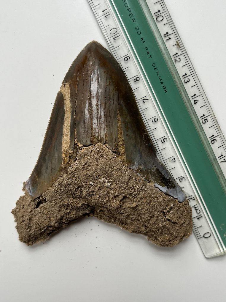Dente di Megalodon 10,1 cm - Dente fossile - Carcharocles megalodon (Senza prezzo di riserva) #3.2