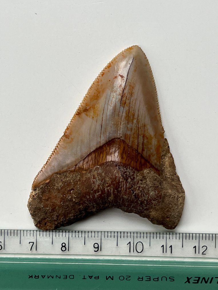 Dente de Megalodon 6,5 cm - Dente fóssil - Carcharocles megalodon  (Sem preço de reserva) #4.3