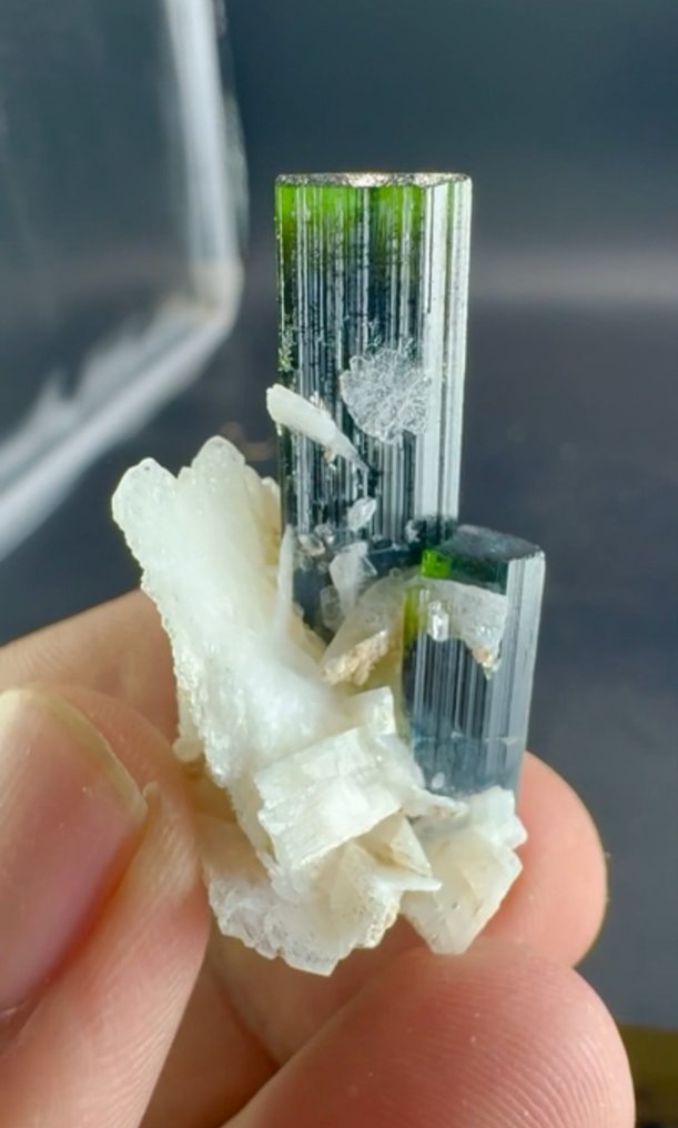 电气石 稀有！杰作！博物馆级别！非常美丽的铬电气石，62.1克拉。特别之作。 - 高度: 42 mm - 宽度: 24 mm- 12.42 g #3.2