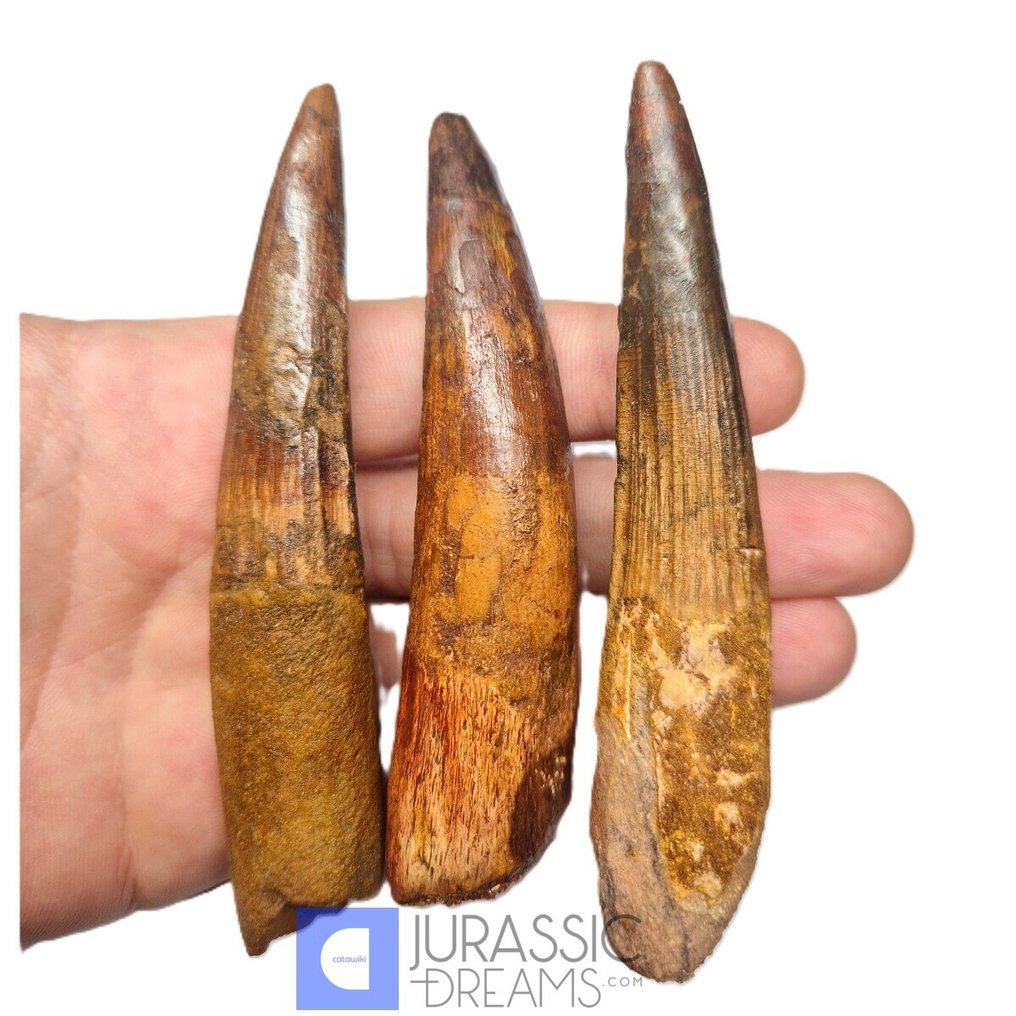 Σετ 3 μεγάλων αποκατεστημένων δοντιών Spinosaurus aegyptiacus - Κρητιδική Πεδιάδα KemKem - Απολιθωμένο δόντι (χωρίς τιμή ασφαλείας) #2.1