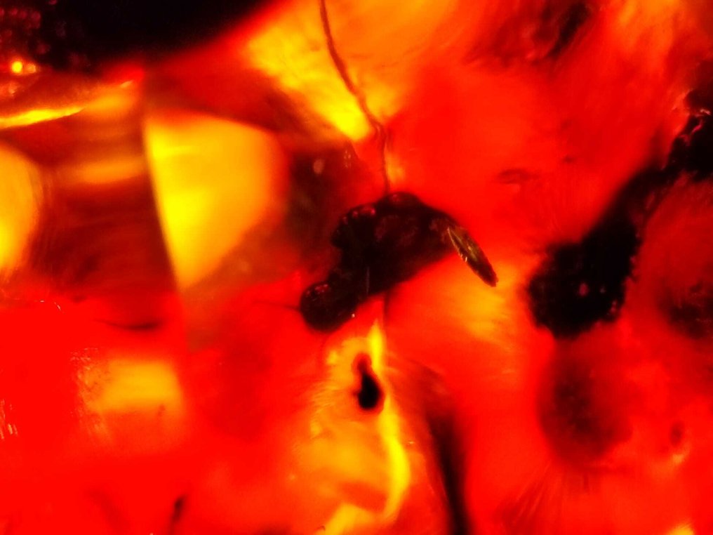 Amber verde dominican!! De înaltă calitate - 385 ct - Chihlimbar #2.1