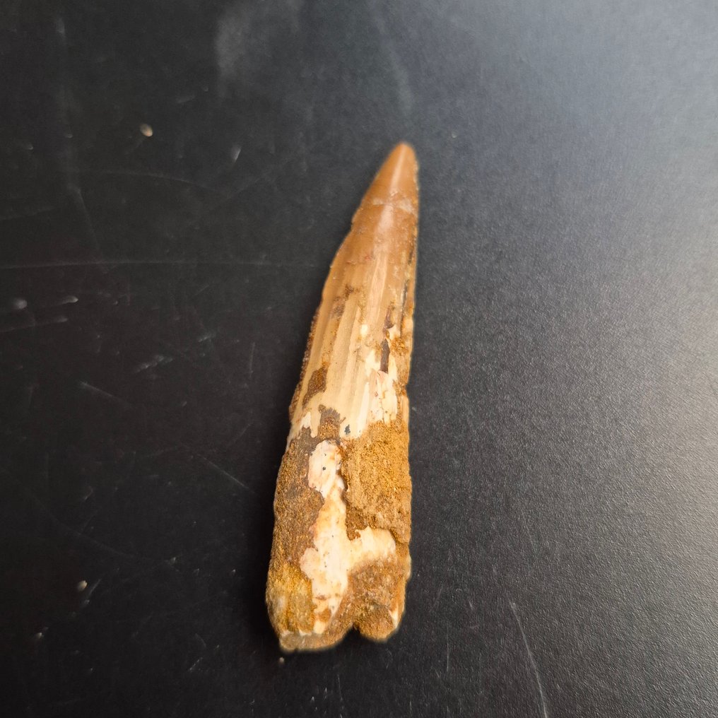 Δεινόσαυρος Δόντι - Spinosaurus Aegyptiacus - 10 mm - 10 mm - 68 mm -  (1) #4.3