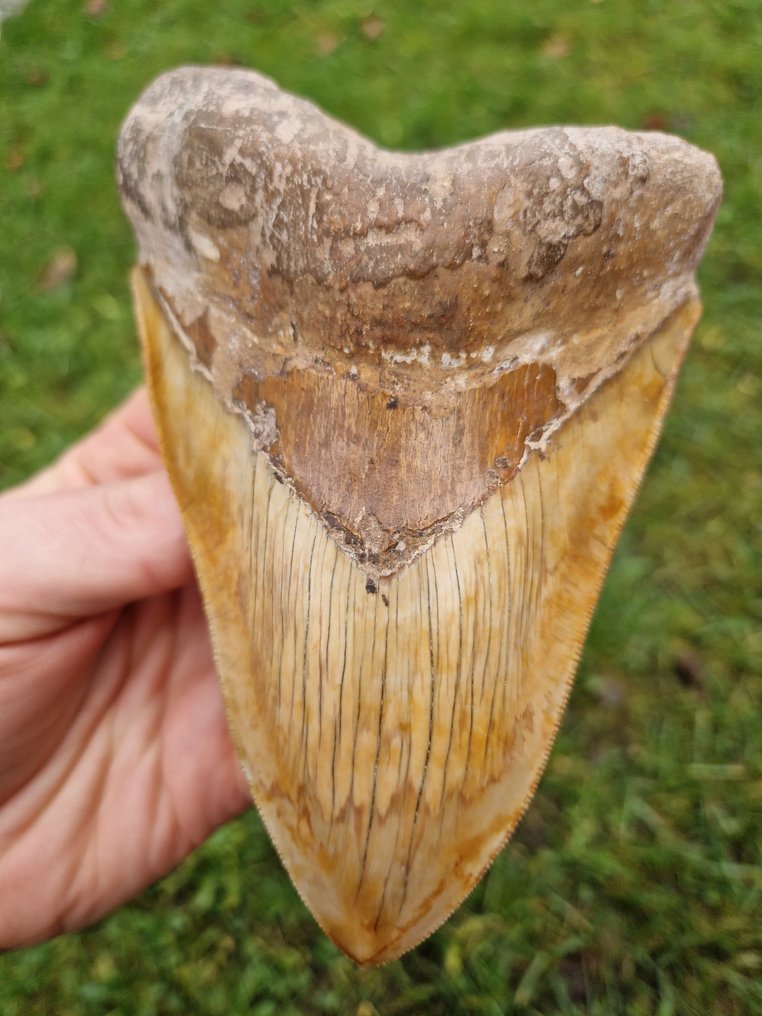 Megalodon - Fossil tand - 3.2 cm - 10.4 cm #2.1