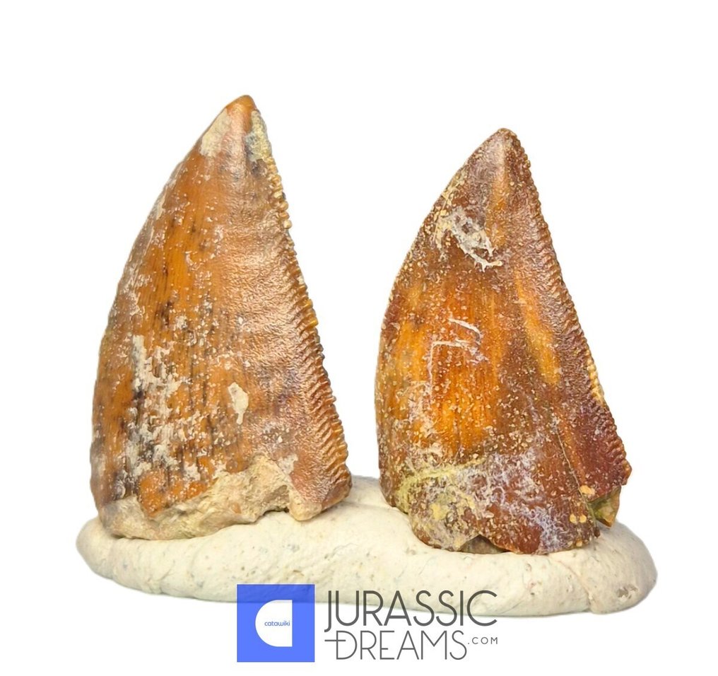 Fossil teeth - Set of 2 Unusual Huge Serrated Majungasaurus crenatissimus Abelisaurid Dinosaur Teeth  (No reserve price) #1.0