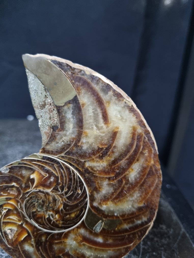 Nautilóides - Animal fossilizado - Cenoceras sp. - 110 mm - 85 mm  (Sem preço de reserva) #1.0