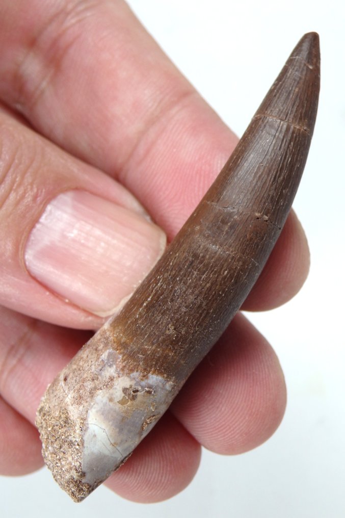 Dent - Dent fossile - Zafarasaura oceanis - 68 mm - 13 mm  (Sans prix de réserve) #1.0