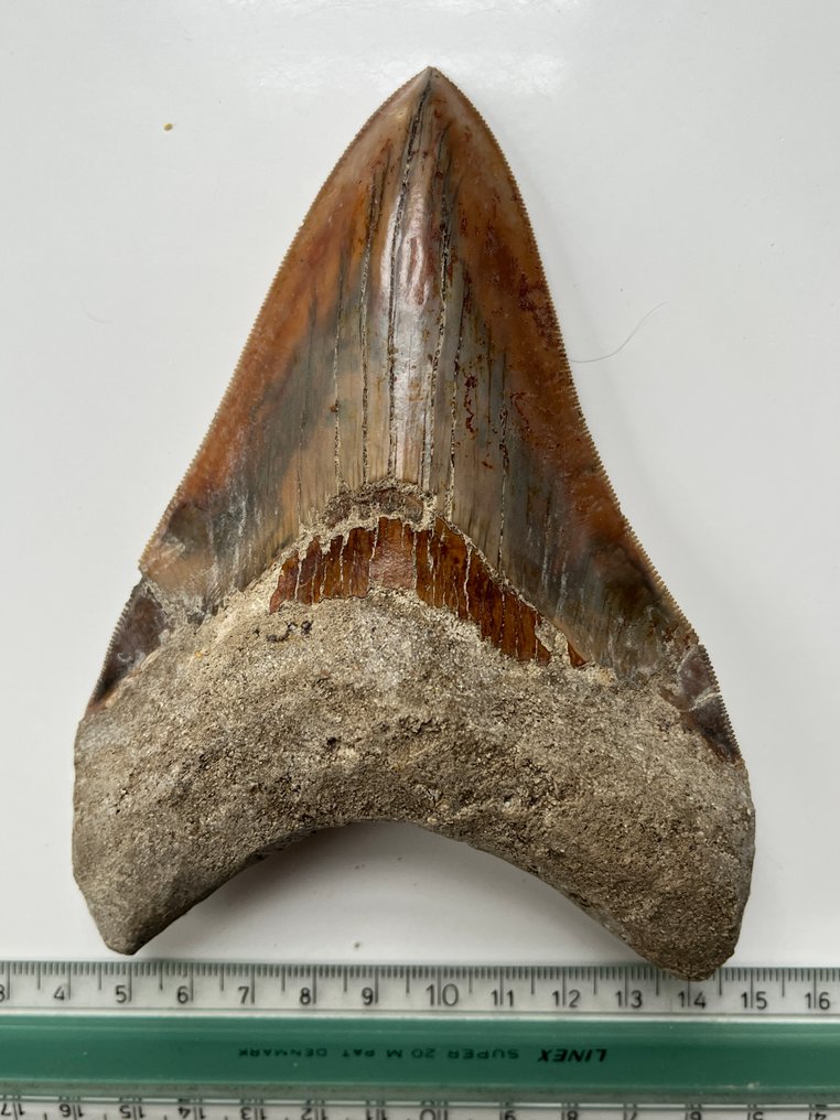 Huge Megalodon tooth 14,3 cm - Fossil tooth - Carcharocles megalodon #4.3