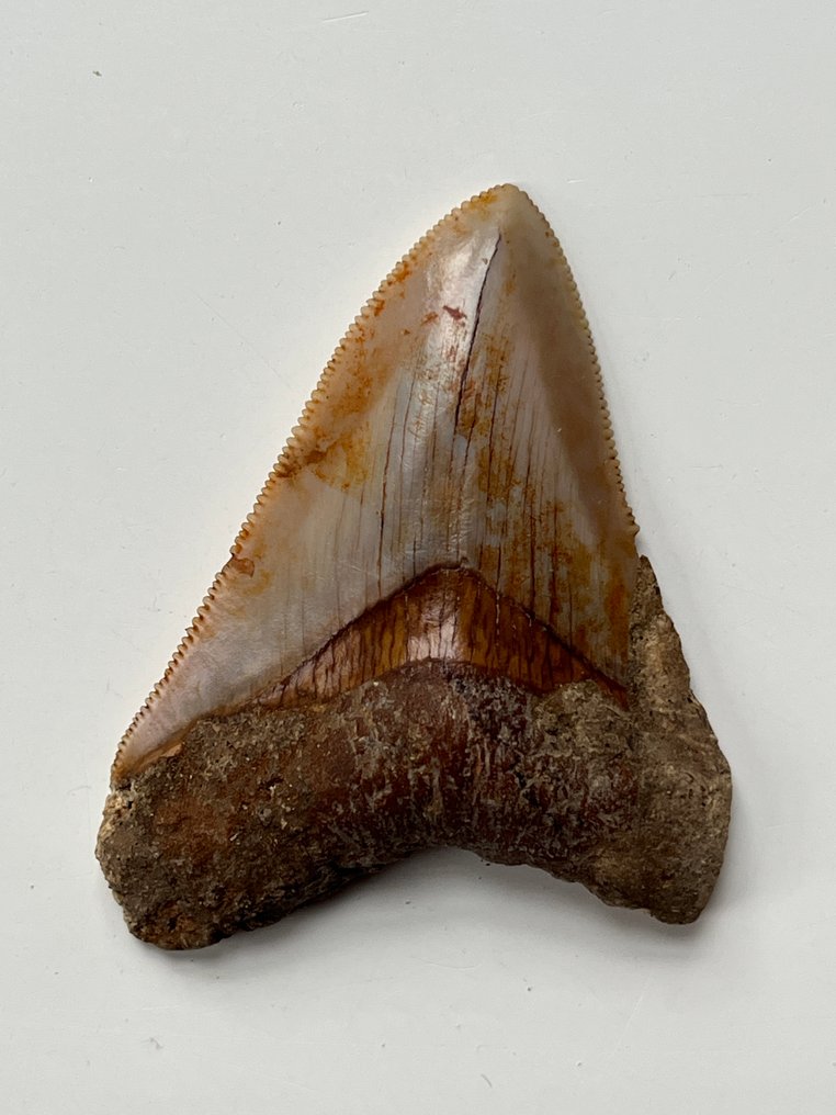 Dente de Megalodon 6,5 cm - Dente fóssil - Carcharocles megalodon  (Sem preço de reserva) #1.0