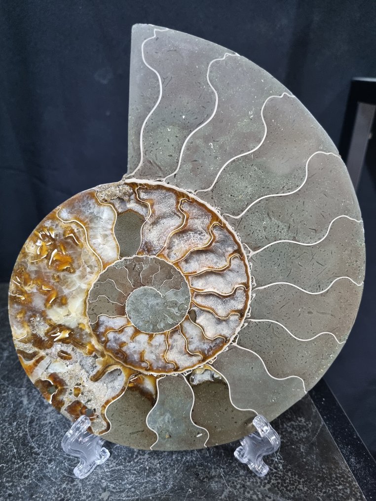 Όμορφο μεγάλο Αμμονίτη - Απολιθωμένο ζώο - Aioloceras (Cleoniceras) sp - 205 mm - 170 mm  (χωρίς τιμή ασφαλείας) #1.0