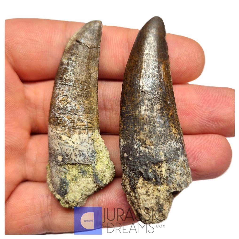 Fossil tooth - Amazing Set of 2 Partially Rooted Suchomimus tenerensis Spinosaurid Dinosaur Teeth - Visible Carina  (No reserve price) #2.1