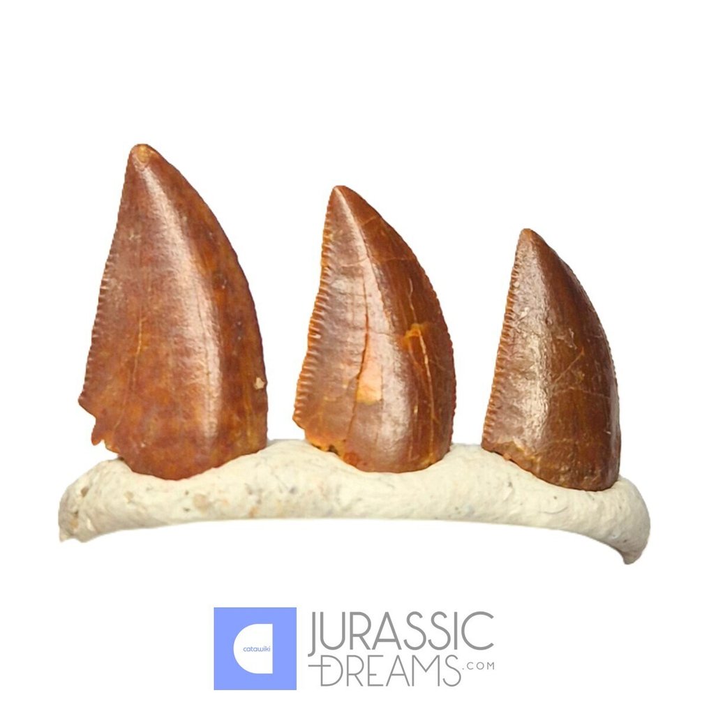 Denti fossili - Set of 3 Finest Quality Abelisaurid (cf Rugops sp) Dinosaur Teeth - Cretaceous KemKem Beds #2.1