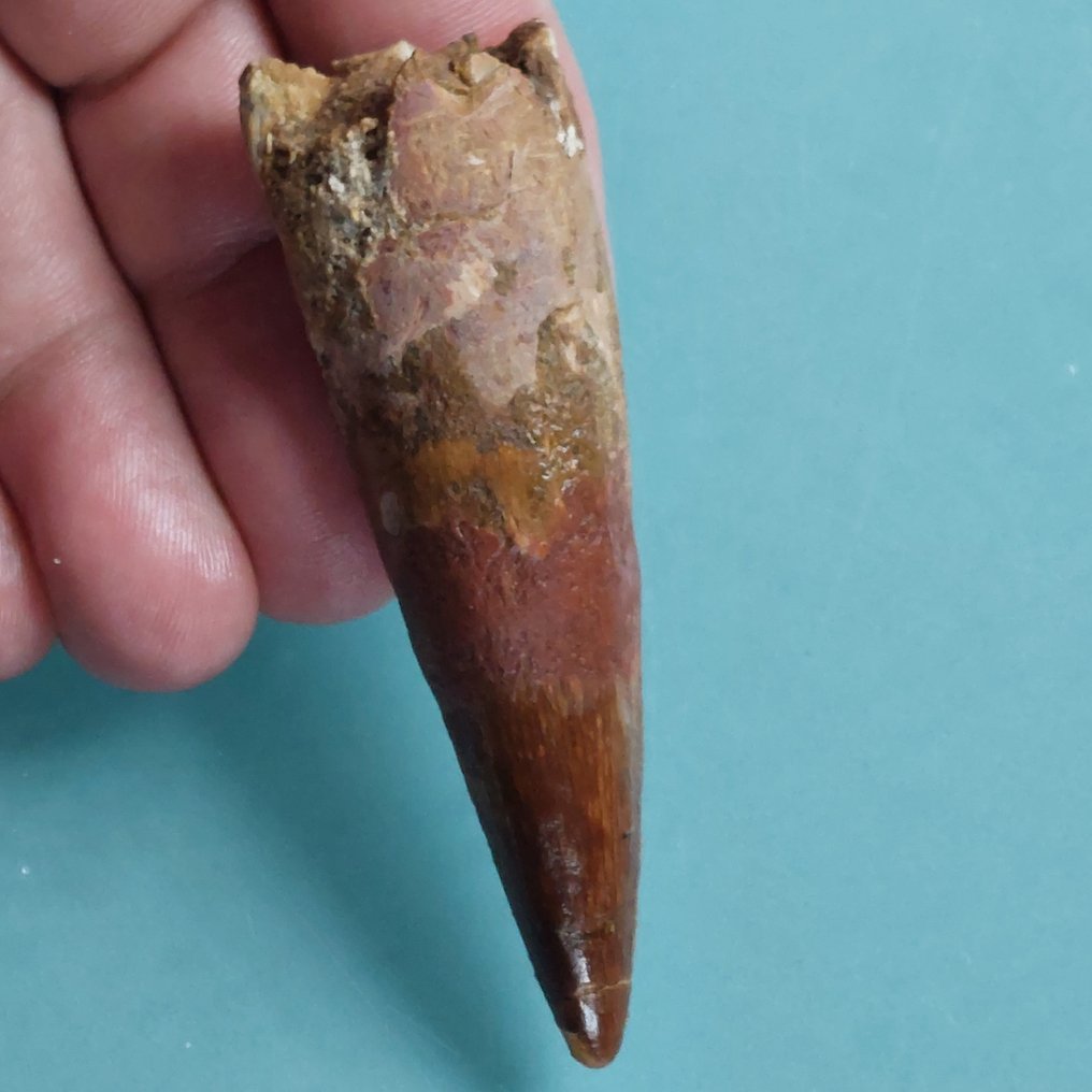 Dinoszaurusz - Fosszilis fog - Spinosaurus aegyptiacus - 85 mm - 25 mm #1.0