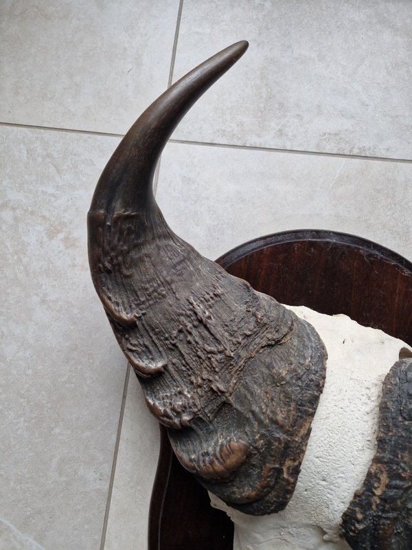 Trophée de chasse #1.0