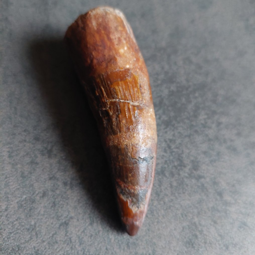 Dinosaur - Fossil tooth - Spinosaurus aegyptiacus - 76 mm - 23 mm  (No reserve price) #2.1