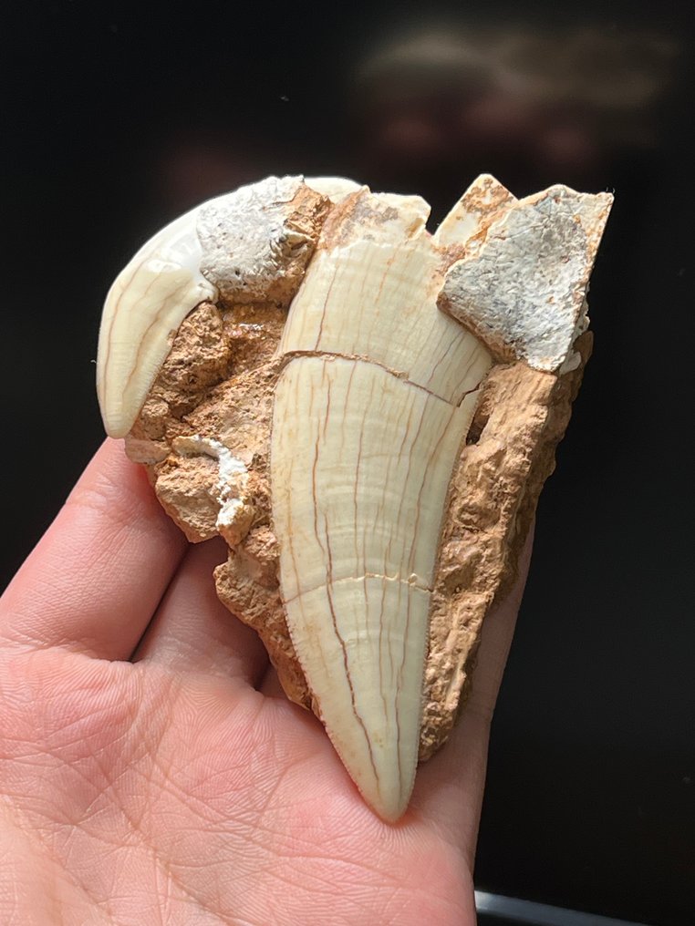 Säbelzahn-Katze - Fossiler Zahn - Homotherium - 9.6 cm - 7.7 cm #1.0