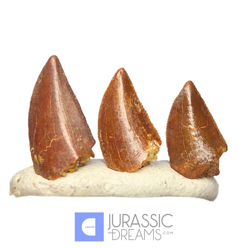 Denti fossili - Set of 3 Finest Quality Abelisaurid (cf Rugops sp) Dinosaur Teeth - Cretaceous KemKem Beds #1.0