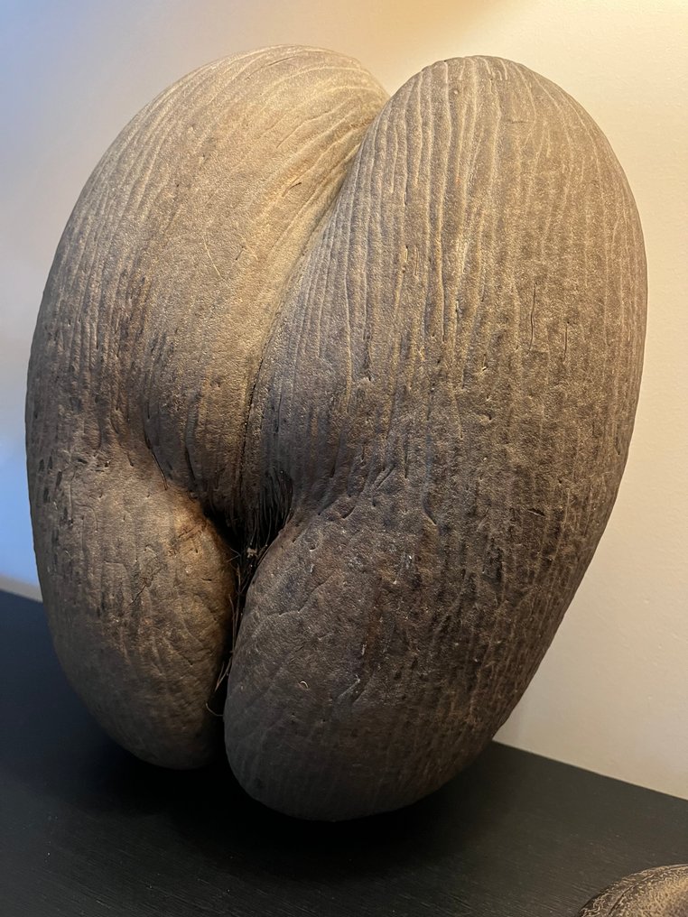 Coco de mer o cocco di mare Allestimento tassidermico a corpo intero - Lodoicea Maldivica - 34 cm - 26 cm - 15 cm - 1 #1.0