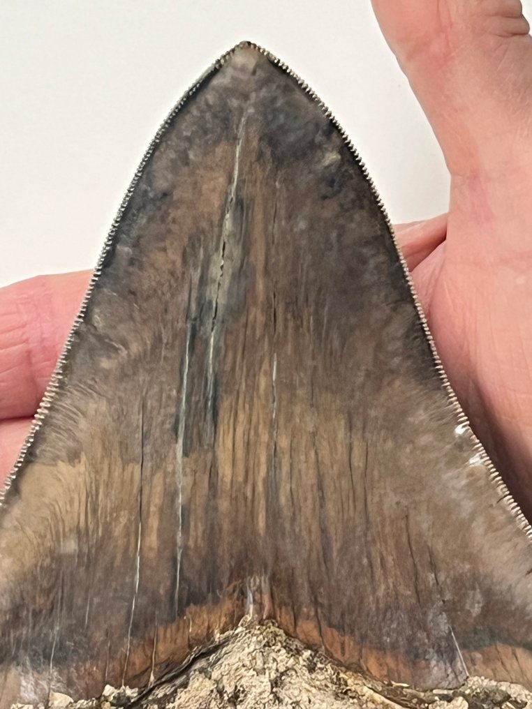 Huge Megalodon tooth 13,7 cm - Fossil tooth - Carcharocles megalodon #1.0