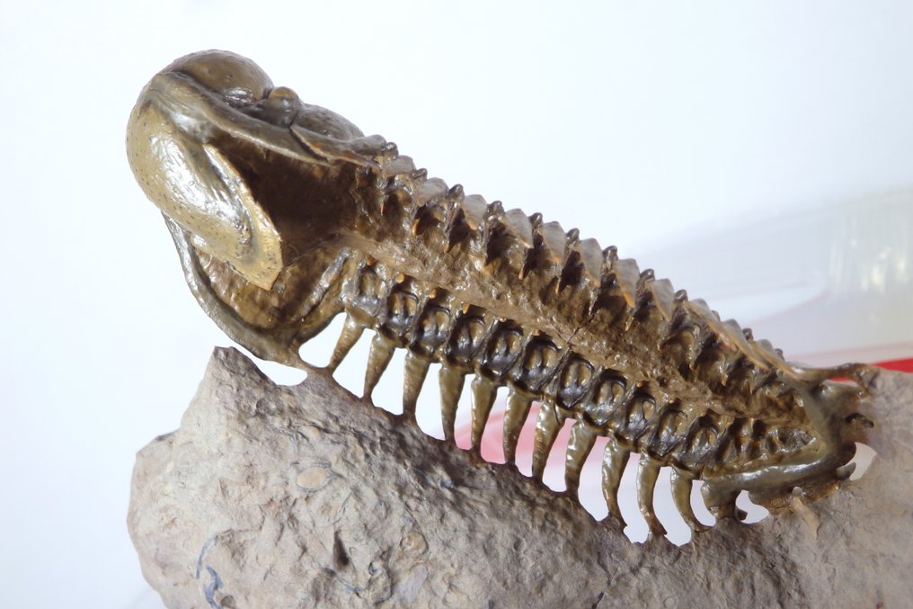 Trilobite - Fossil carapace - Crotalocephalus gibbus - Flying and void stomach preparation - Exceptiona specimen - main trilobite - 110 mm - 70 mm #3.2