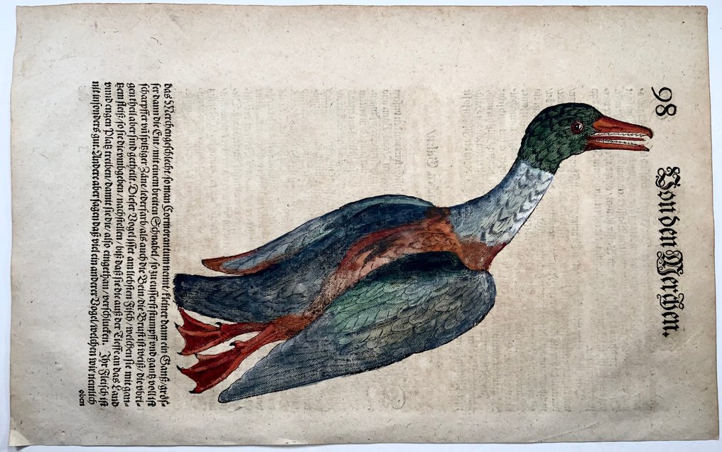 Conrad Gesner [1516-1565] Duck, waterbird, folio - 1669 #1.0