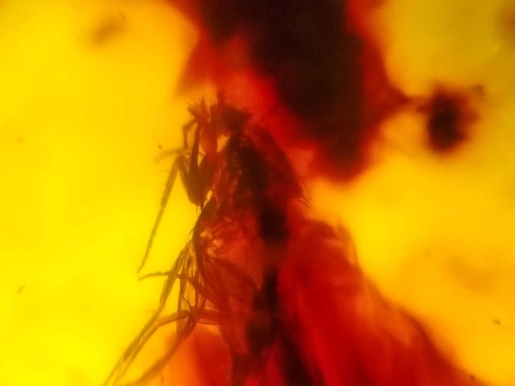 FOSSIL-AMAZING!! Dominican amber-70 cts- 14 g #4.3