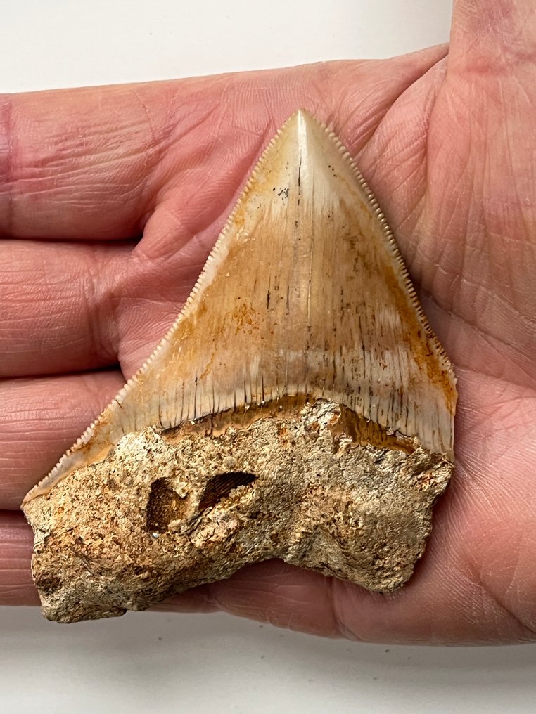 Megalodon tooth 8,3 cm - Fossil tooth - Carcharocles megalodon  (No reserve price) #1.0