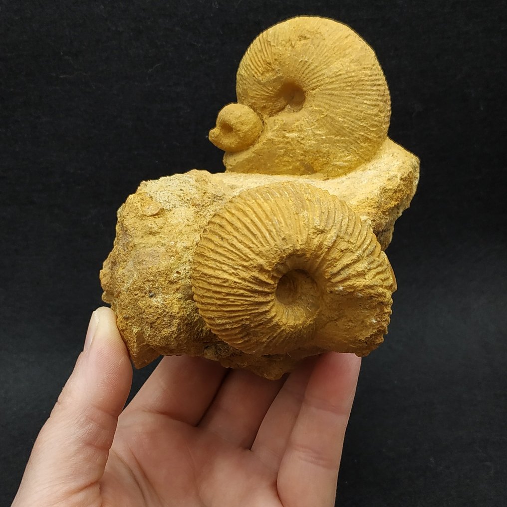 Bellissimi ammoniti - Animale fossilizzato - Macrocephalites sp.  (Senza prezzo di riserva) #1.0