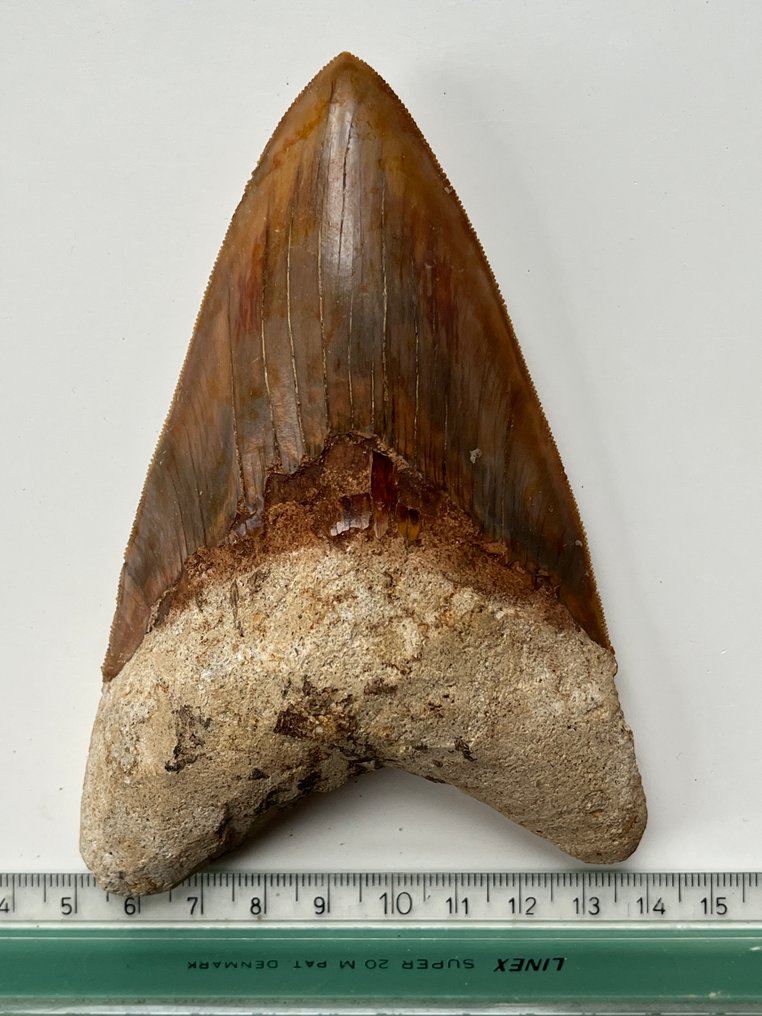 Τεράστιο δόντι Megalodon, 13,4 εκ. - Απολιθωμένο δόντι - Carcharocles megalodon #4.3