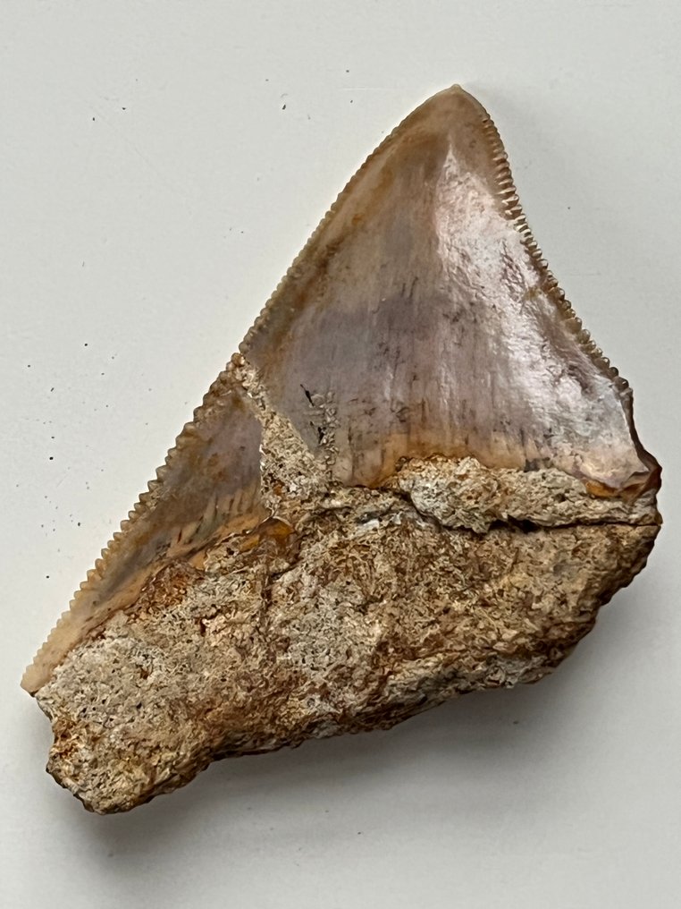 Megalodon-Zahn 6,2 cm - Fossiler Zahn - Carcharocles megalodon (Ohne mindestpreis) #1.0