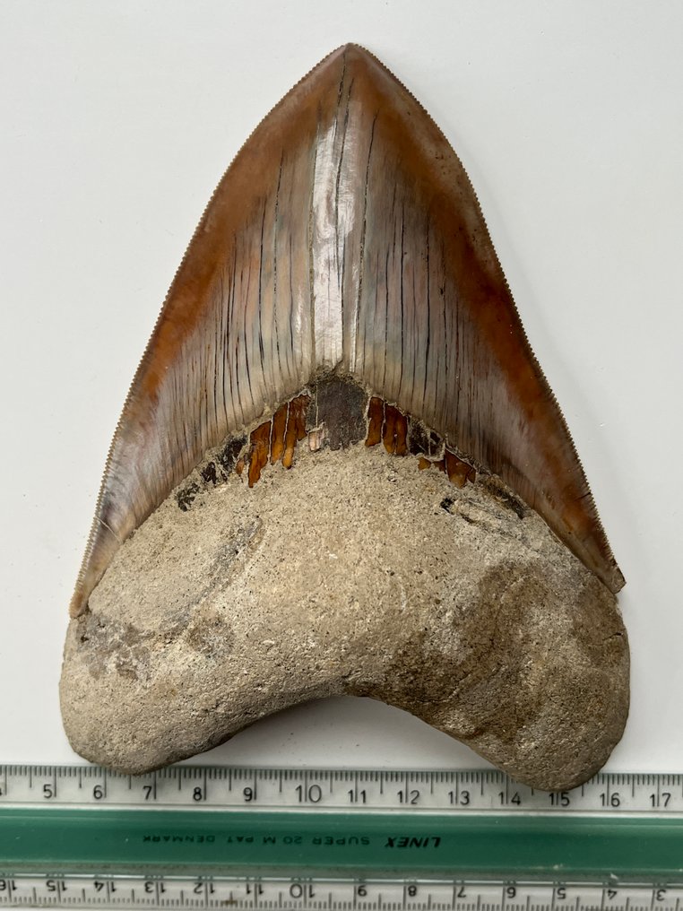 Τεράστιο δόντι Megalodon 14,7 εκ. - Απολιθωμένο δόντι - Carcharocles megalodon #4.3