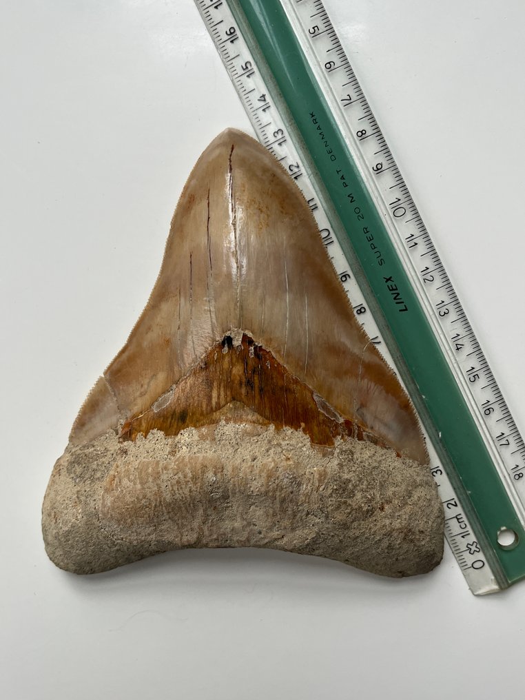 Huge Megalodon tooth 13,5 cm - Fossil tooth - Carcharocles megalodon #3.2