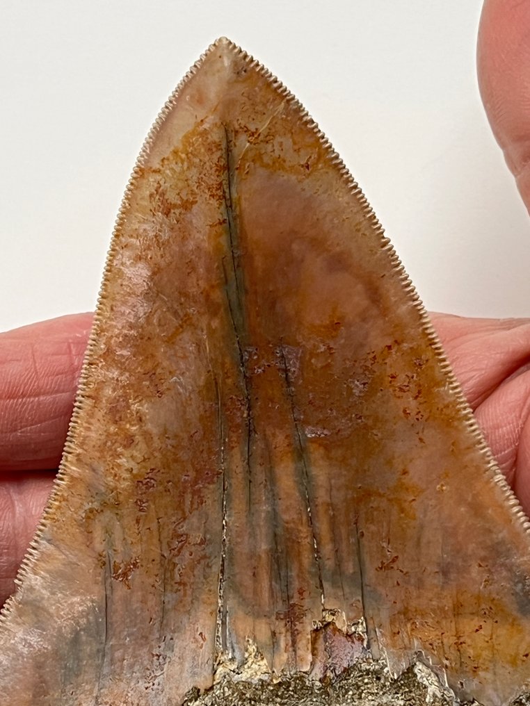 Huge Megalodon tooth 14,3 cm - Fossil tooth - Carcharocles megalodon #2.1