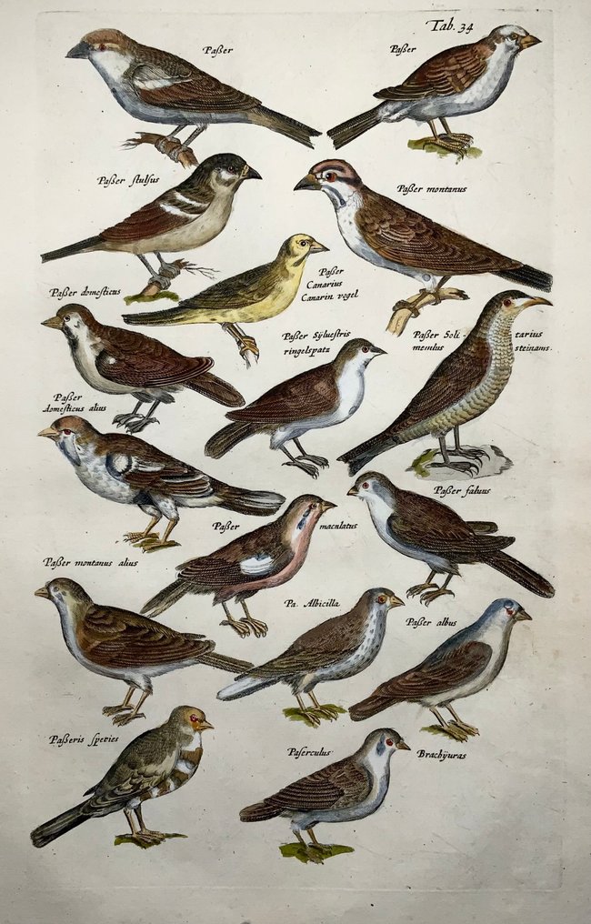 Matthäus Merian (1593-1650) handcol. Folio - Birds: Sparrows, Passerines - 1657 #1.0