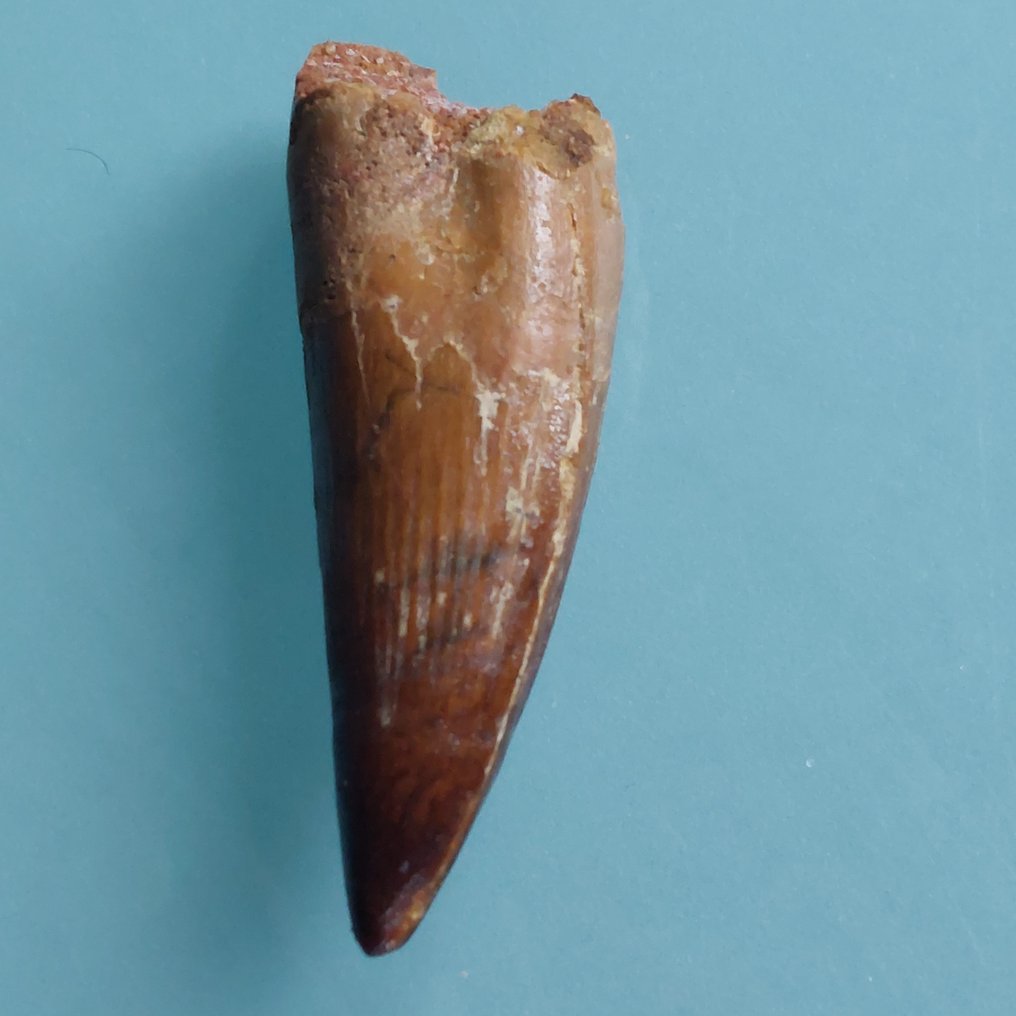 Dinoszaurusz - Fosszilis fog - Spinosaurus aegyptiacus - 67 mm - 22 mm #3.2