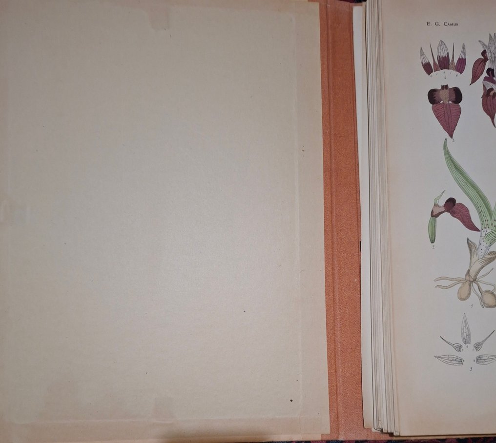 E. G. Camus - Iconographie des orchidées - 1921 #2.1