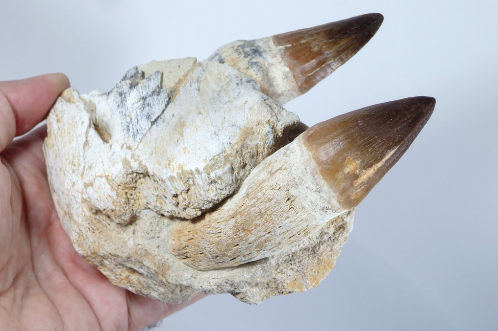 Mosasauro - Mascella fossilizzata - Leiodon bauguei mandible fragment - 160 cm - 55 cm (Senza prezzo di riserva) #3.2
